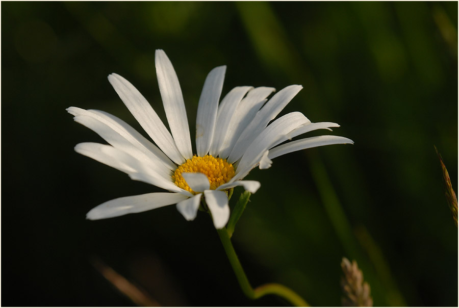 Margerite (Chrysanthemum leucanthemum)