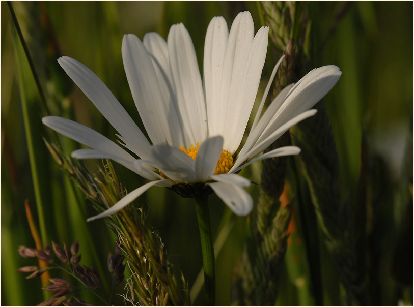 Margerite (Chrysanthemum leucanthemum)