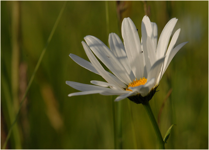 Margerite (Chrysanthemum leucanthemum)