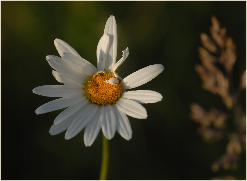 Margerite (Chrysanthemum leucanthemum)