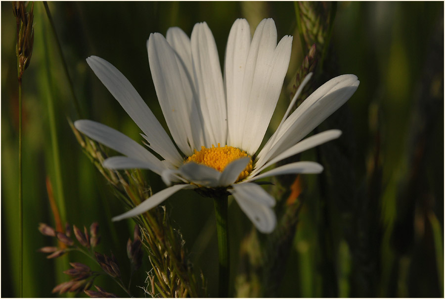 Margerite (Chrysanthemum leucanthemum)