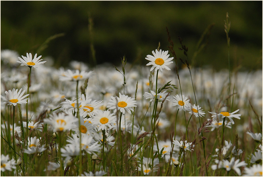 Margerite (Chrysanthemum leucanthemum)