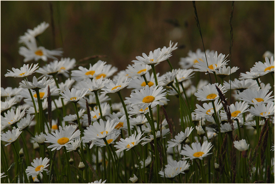 Margerite (Chrysanthemum leucanthemum)