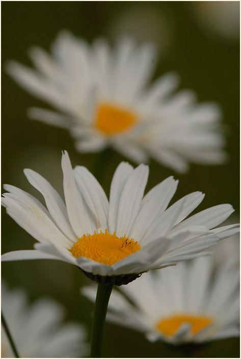 Margerite (Chrysanthemum leucanthemum)