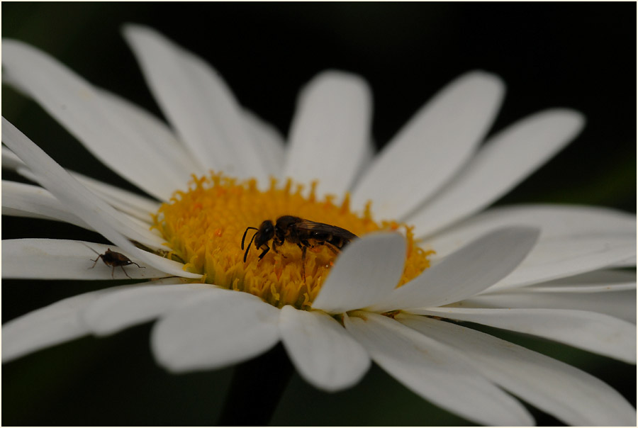 Margerite (Chrysanthemum leucanthemum)