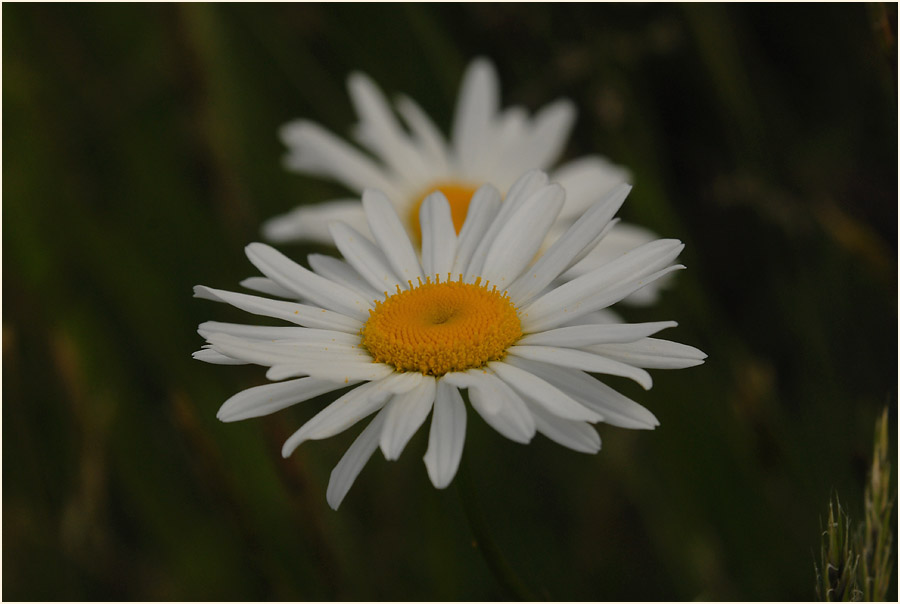 Margerite (Chrysanthemum leucanthemum)