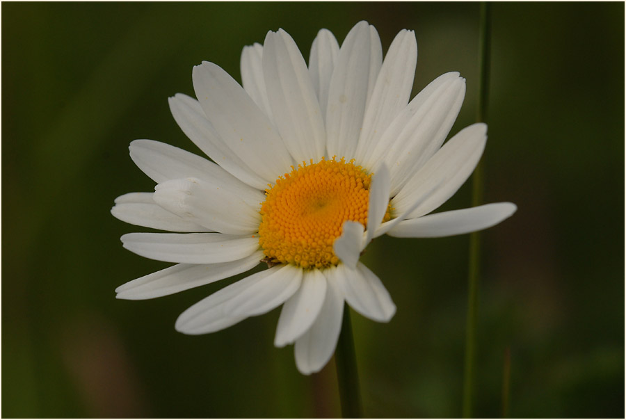 Margerite (Chrysanthemum leucanthemum)