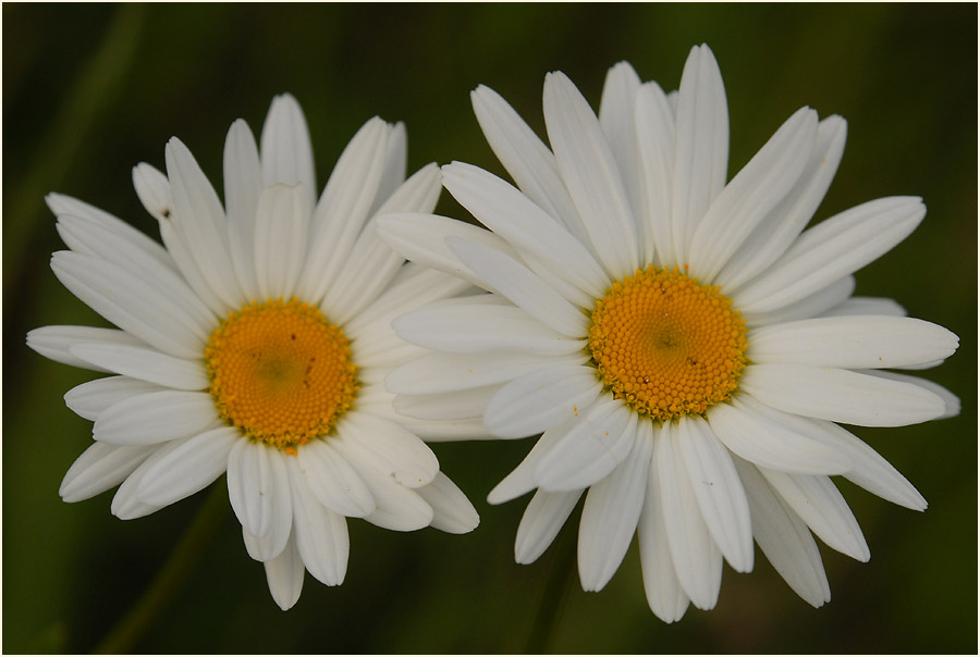 Margerite (Chrysanthemum leucanthemum)