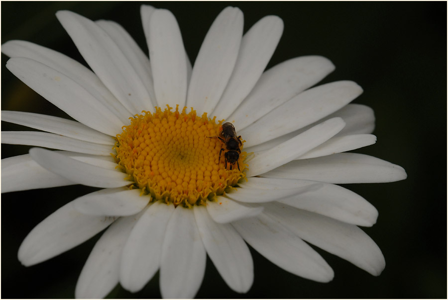 Margerite (Chrysanthemum leucanthemum)