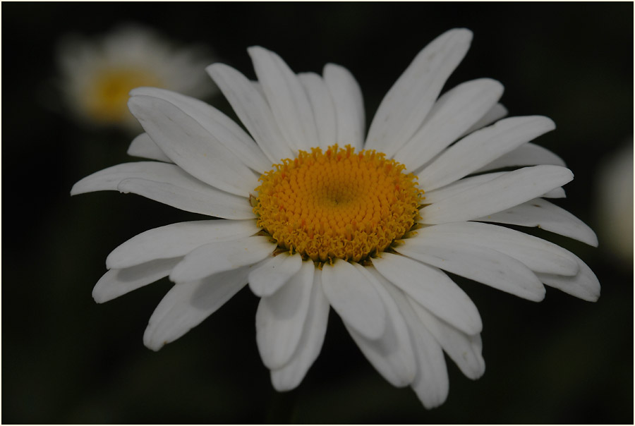 Margerite (Chrysanthemum leucanthemum)