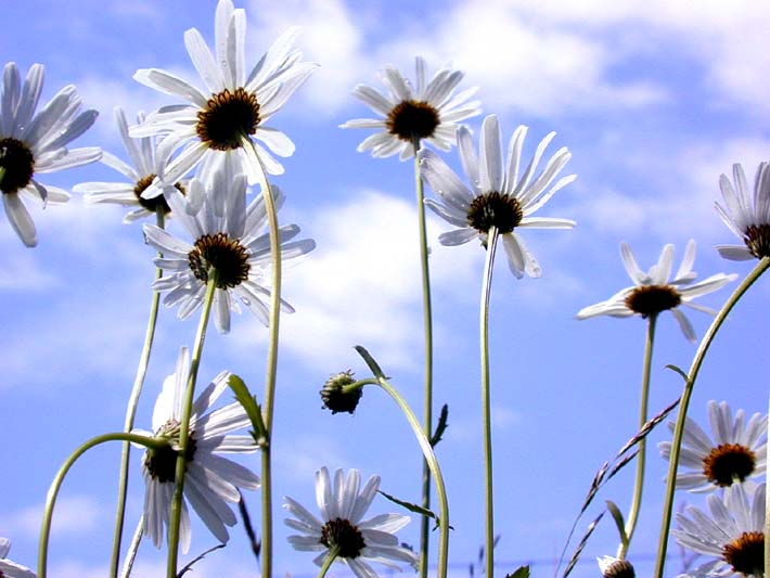 Margerite (Chrysanthemum leucanthemum)