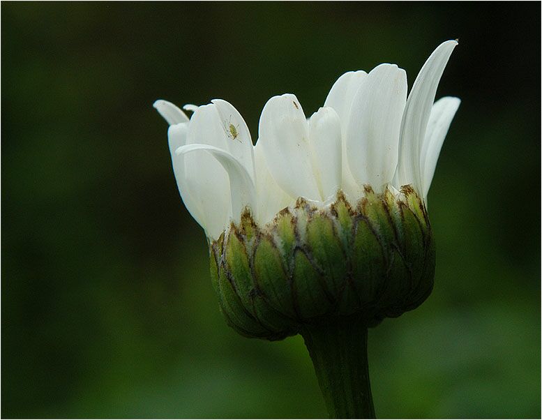 Margerite (Chrysanthemum leucanthemum)