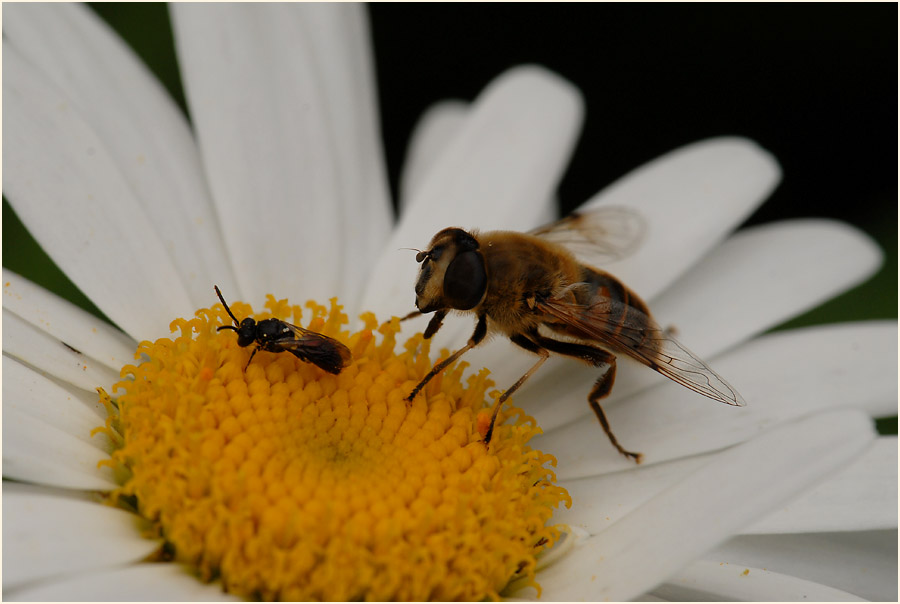 Margerite (Chrysanthemum leucanthemum)