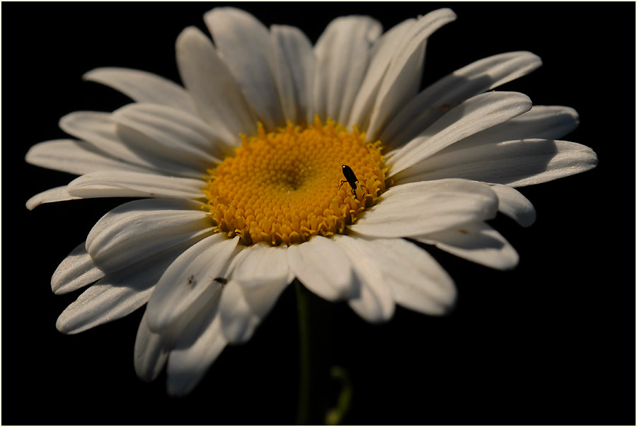 Margerite (Chrysanthemum leucanthemum)