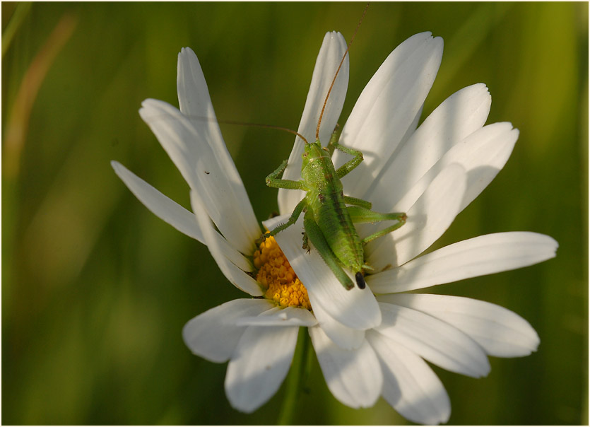 Margerite (Chrysanthemum leucanthemum)