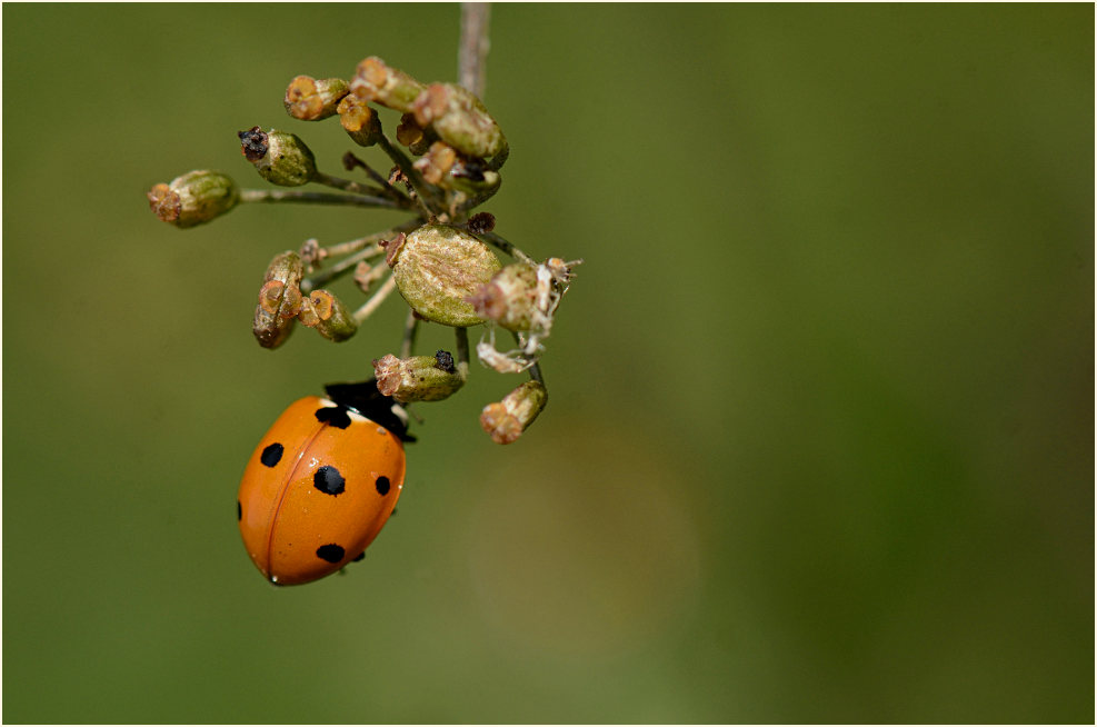 Marienk&auml;fer