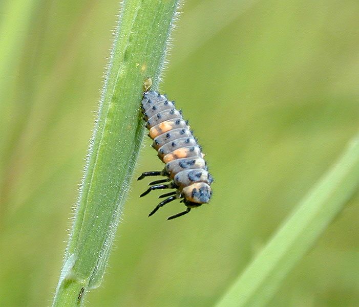 Marienk&auml;ferlarve