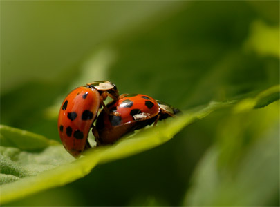 vergr&ouml;&szlig;ern