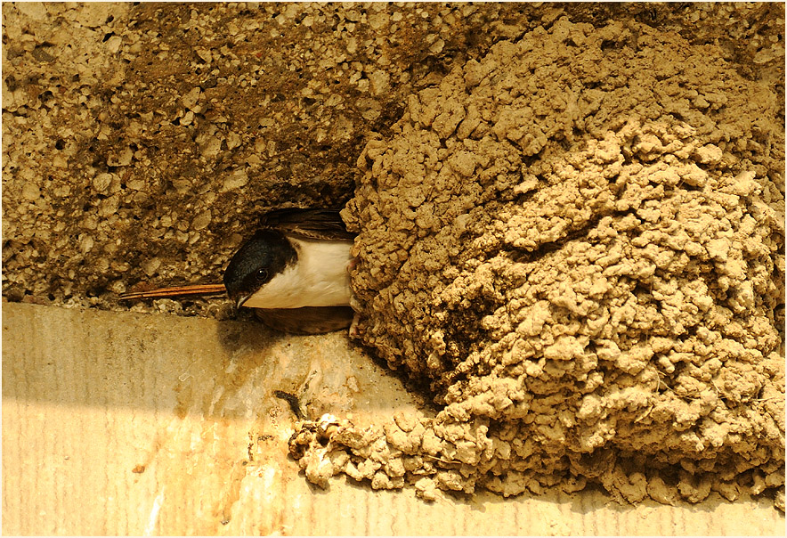 Mehlschwalbe