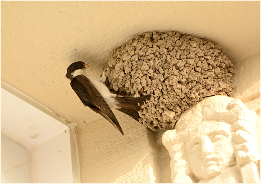 Mehlschwalbe