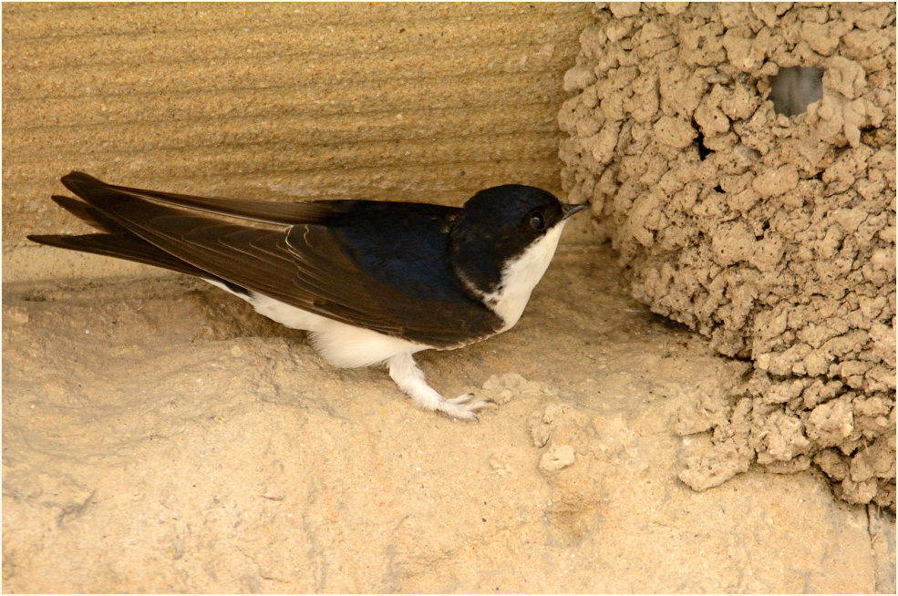 Mehlschwalbe