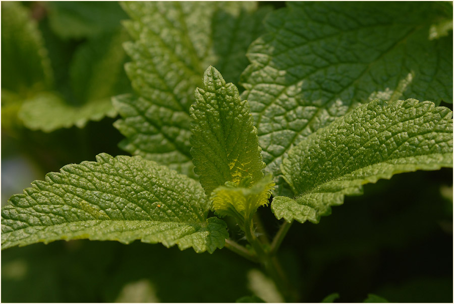 Melisse (Melissa officinalis)