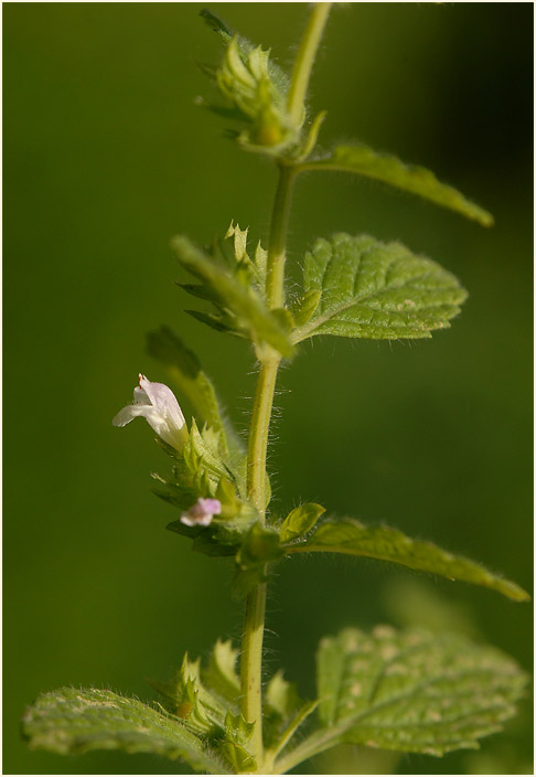 Melisse (Melissa officinalis)