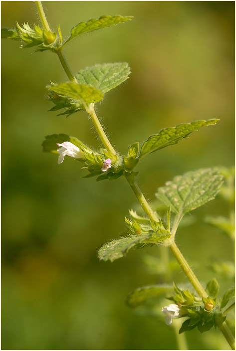 Melisse (Melissa officinalis)