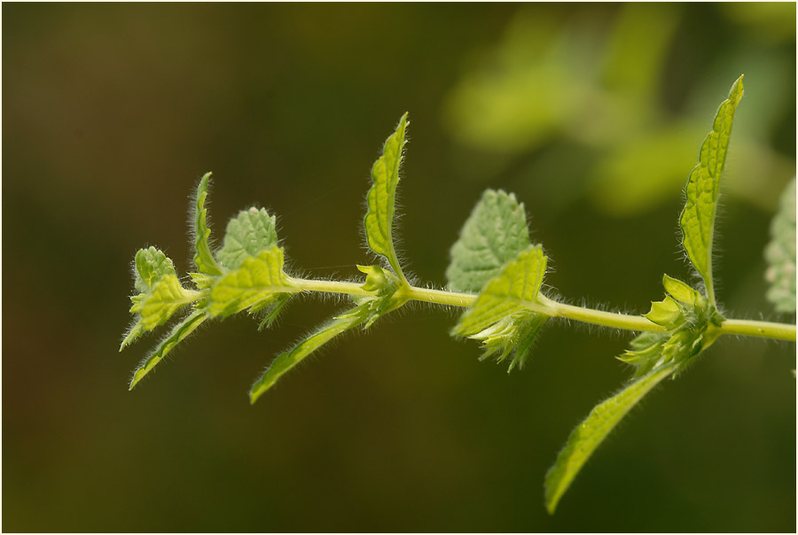 Melisse (Melissa officinalis)