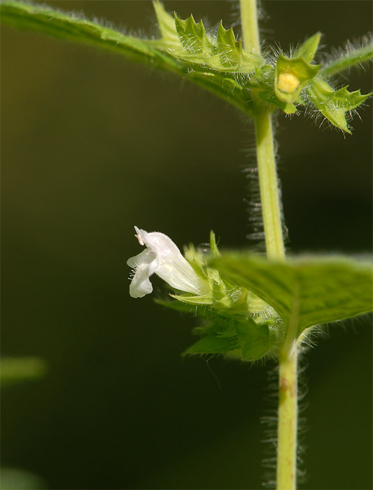 Melisse (Melissa officinalis)