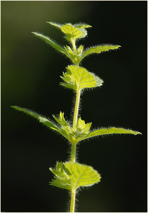 Melisse (Melissa officinalis)