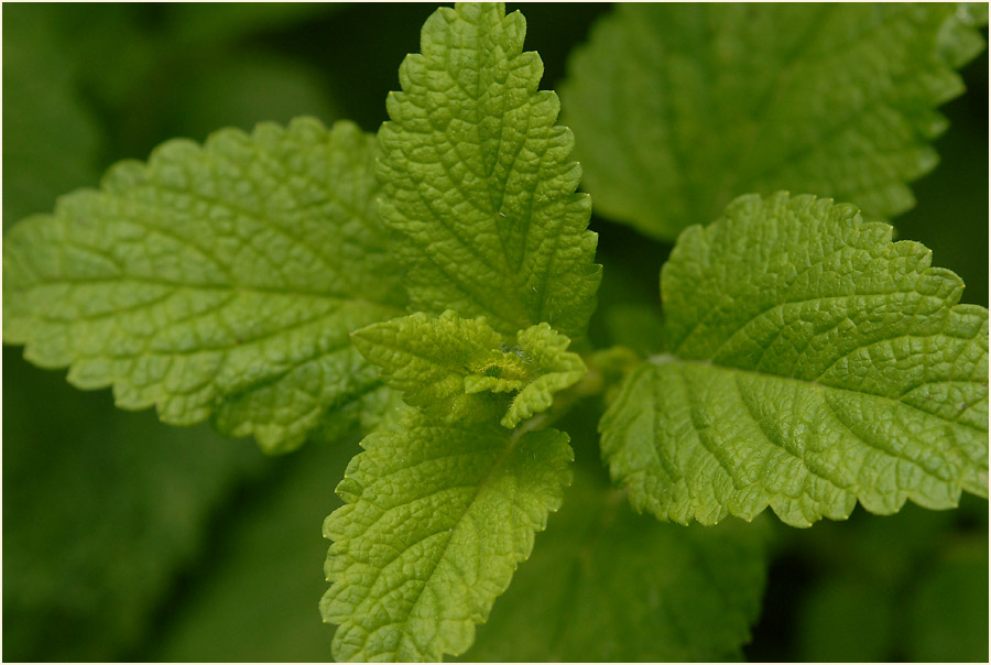 Melisse (Melissa officinalis)