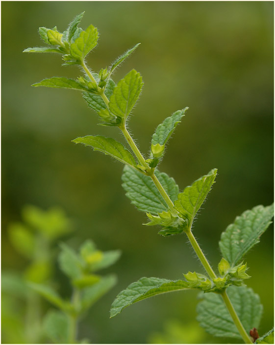 Melisse (Melissa officinalis)