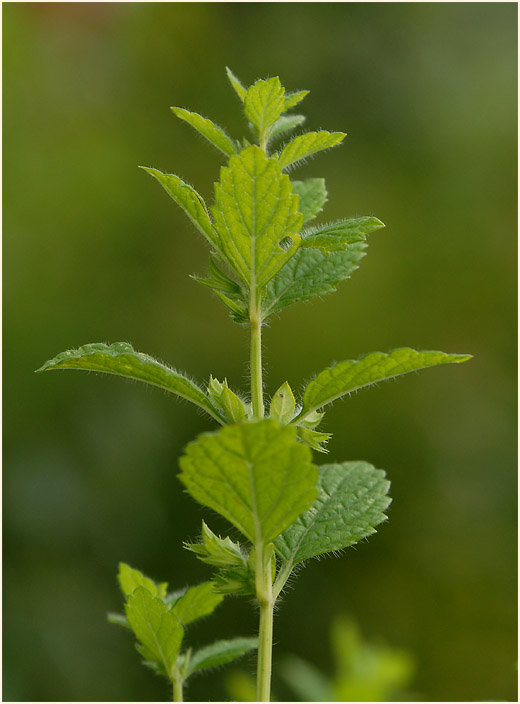 Melisse (Melissa officinalis)