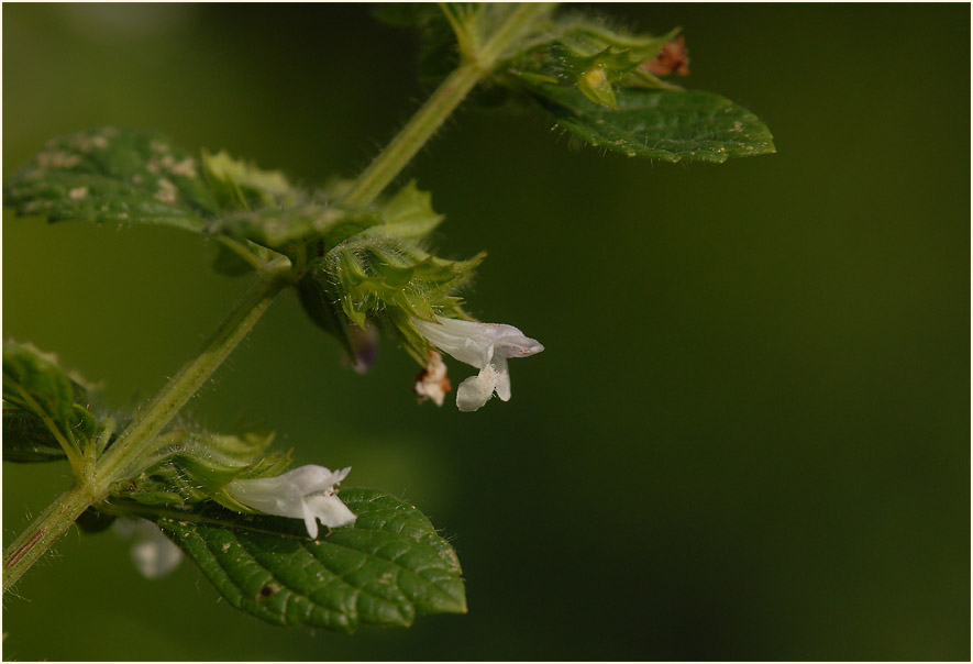 Melisse (Melissa officinalis)