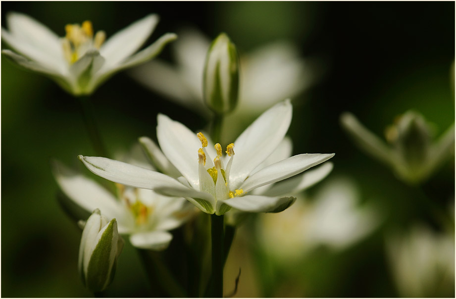 Milchstern (Ornithogalum umbellatum)