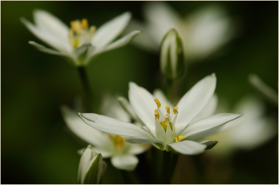 Milchstern (Ornithogalum umbellatum)