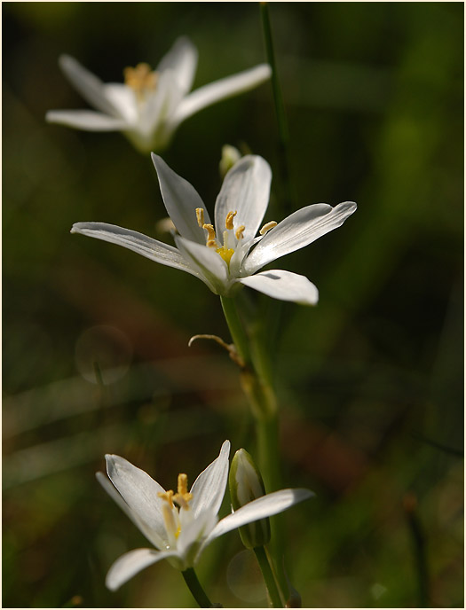 Milchstern (Ornithogalum umbellatum)