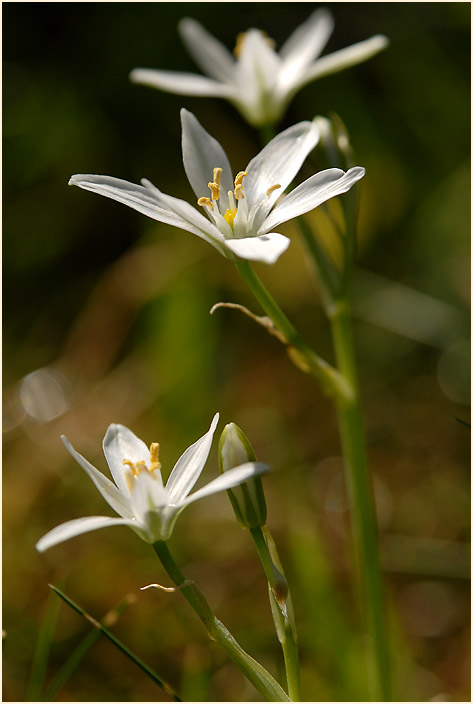 Milchstern (Ornithogalum umbellatum)