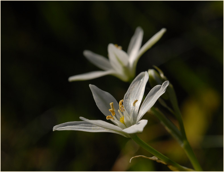 Milchstern (Ornithogalum umbellatum)