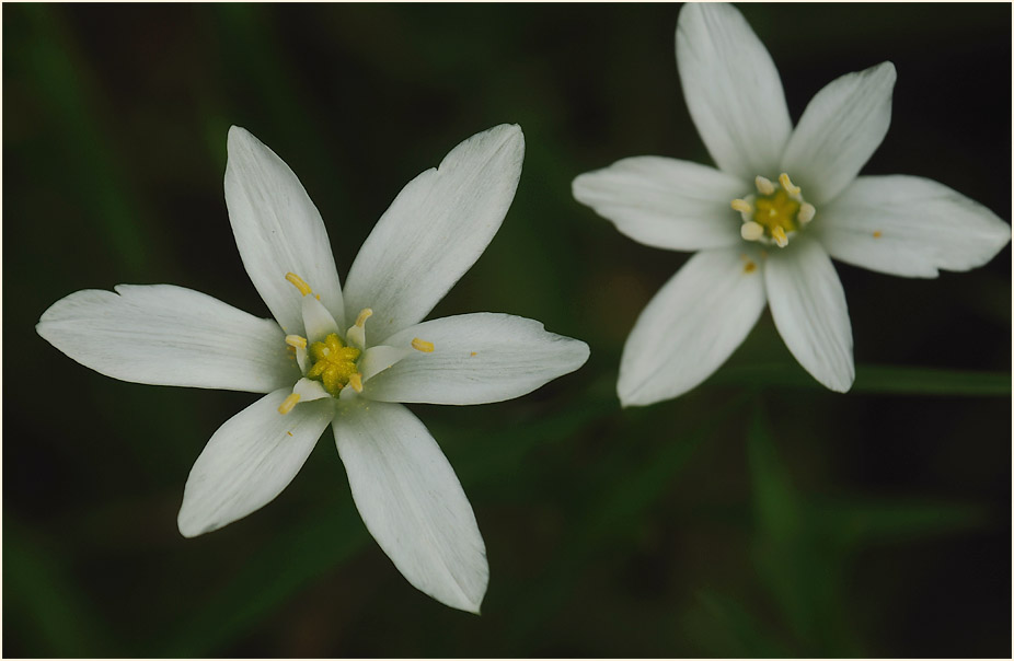 Milchstern (Ornithogalum umbellatum)