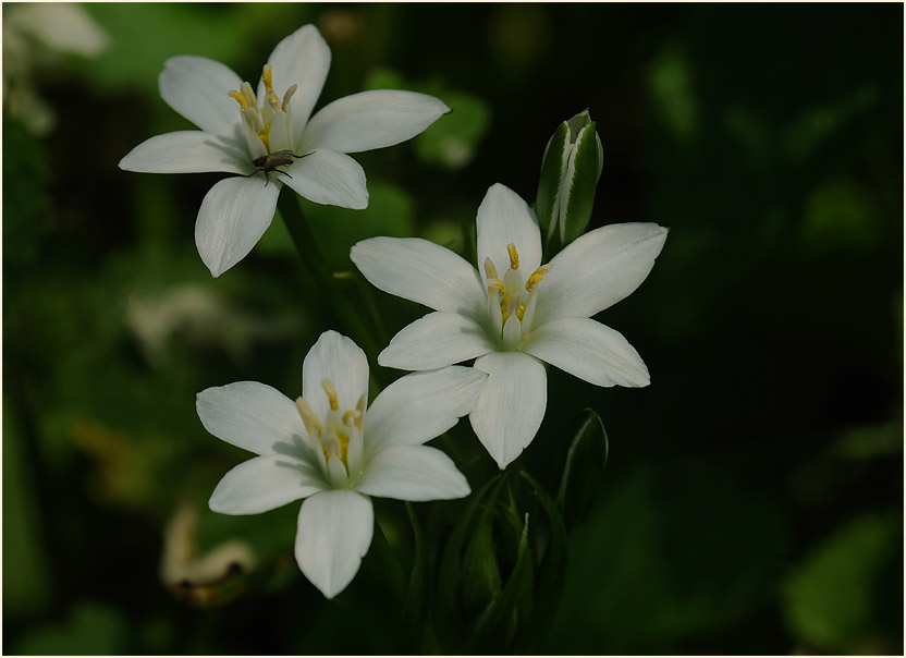 Milchstern (Ornithogalum umbellatum)