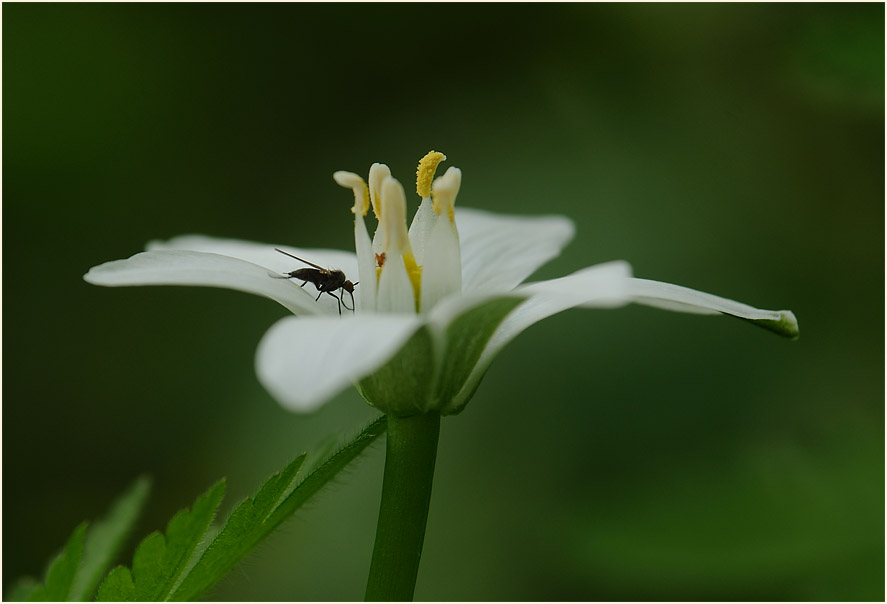 Milchstern (Ornithogalum umbellatum)