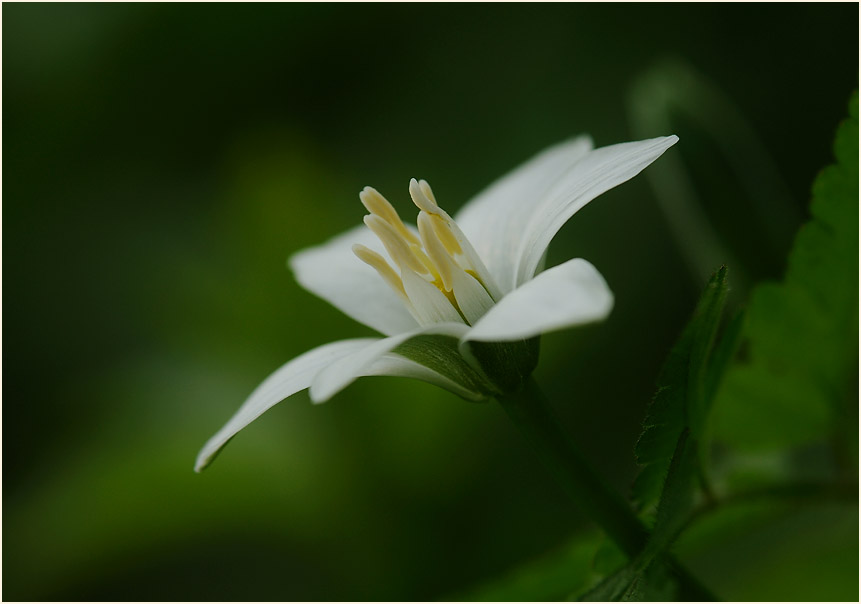 Milchstern (Ornithogalum umbellatum)