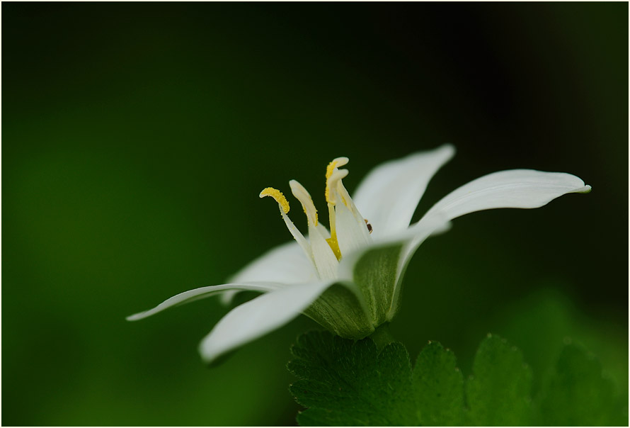 Milchstern (Ornithogalum umbellatum)