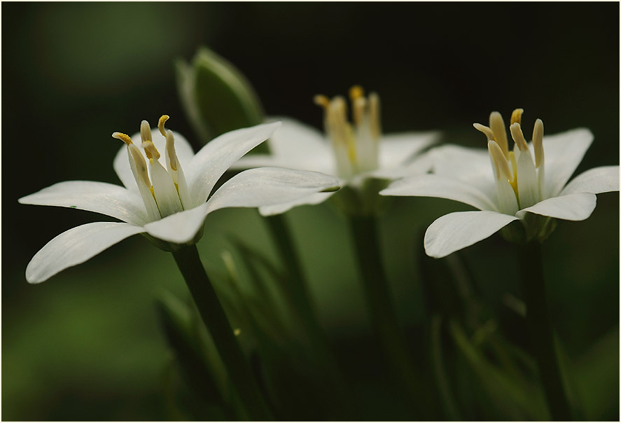 Milchstern (Ornithogalum umbellatum)