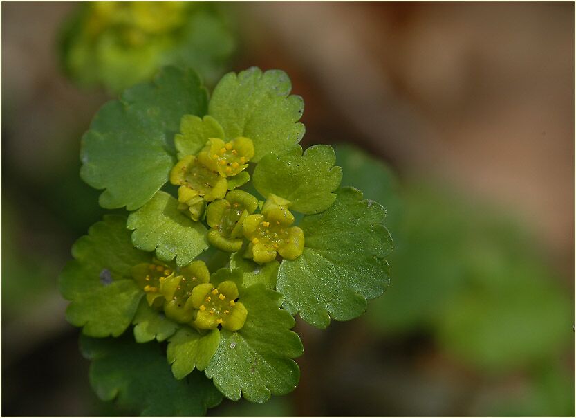 Milzkraut (Chrysosplenium oppositifolium)