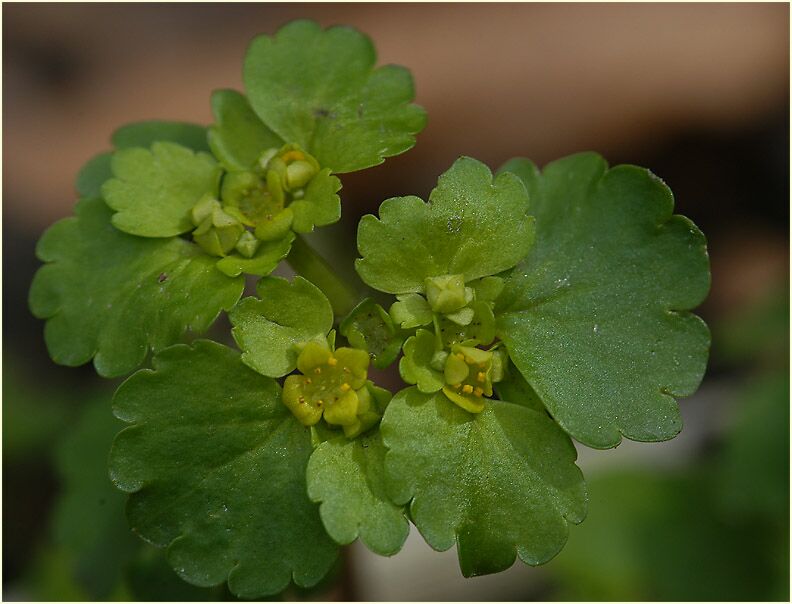 Milzkraut (Chrysosplenium oppositifolium)