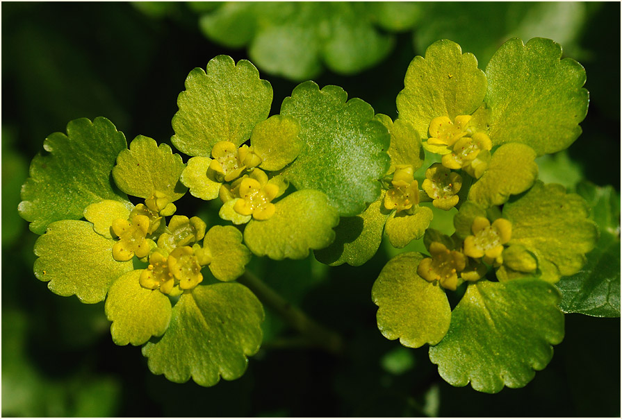 Milzkraut (Chrysosplenium oppositifolium)