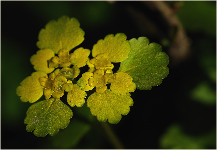 Milzkraut (Chrysosplenium oppositifolium)